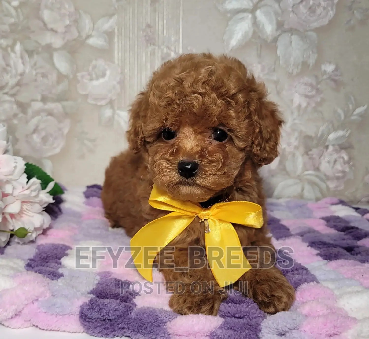 3-6 months Female Purebred Poodle