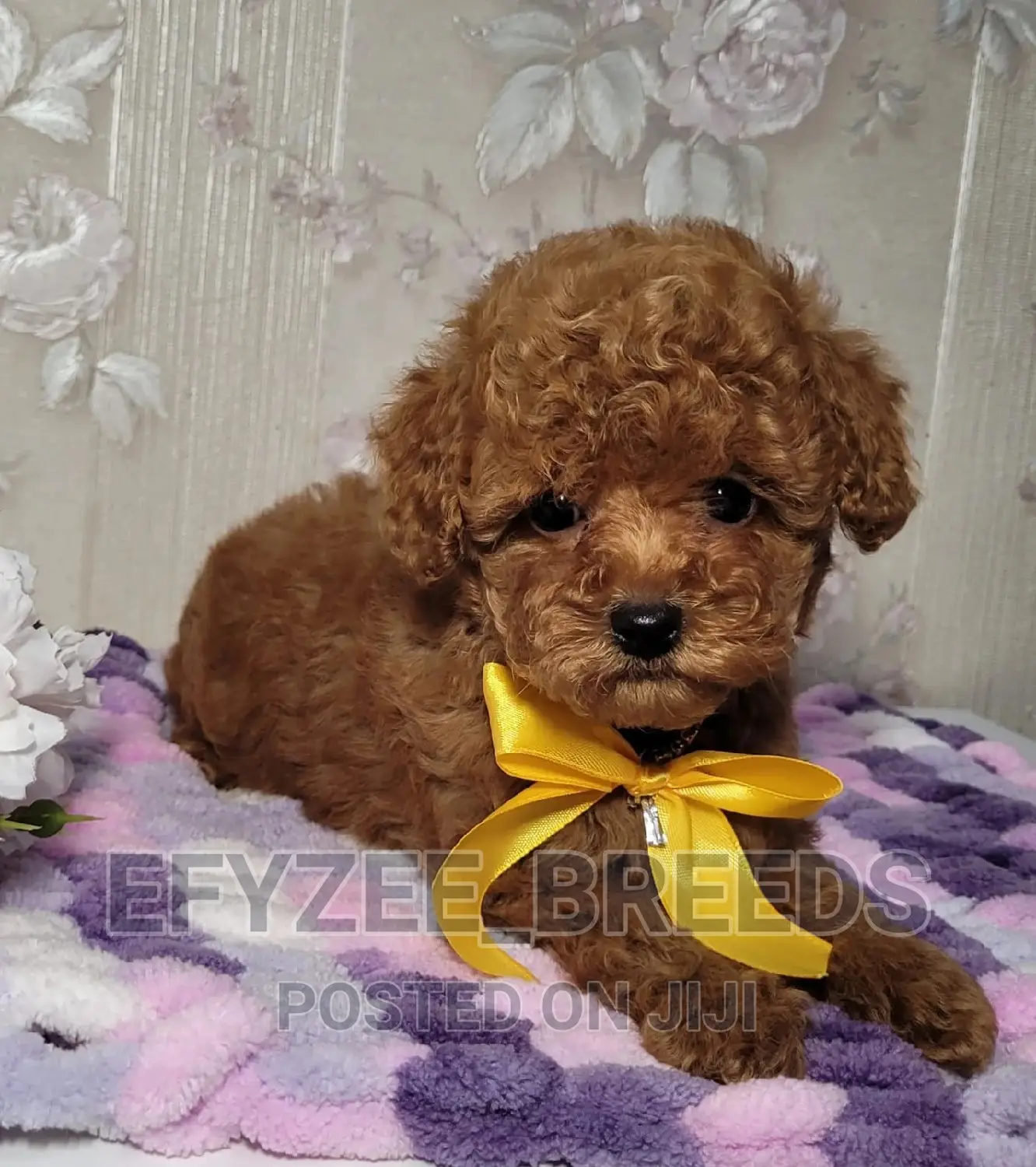 3-6 months Female Purebred Poodle
