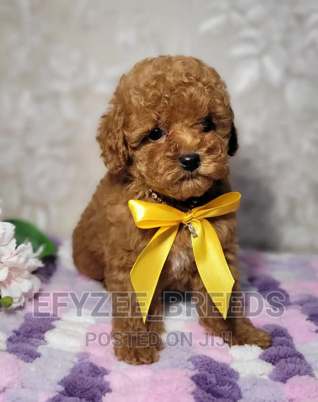 3-6 months Female Purebred Poodle