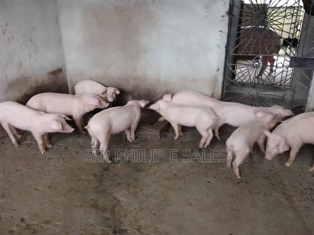 Pigs Are Available in Delta State