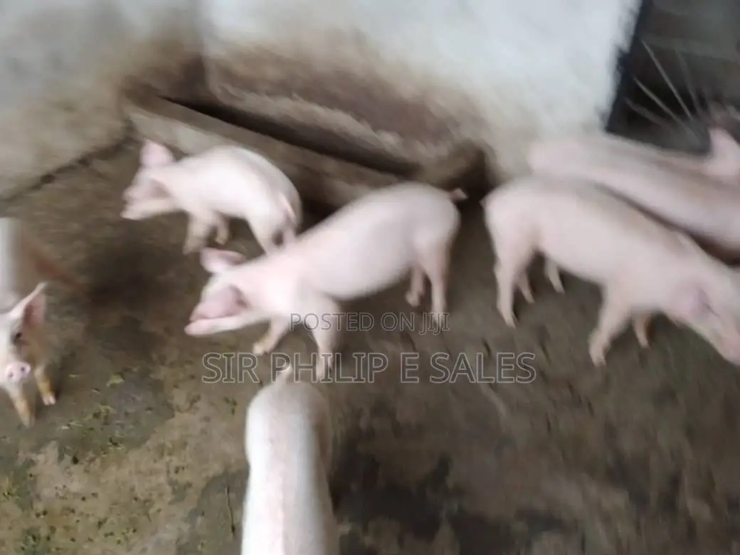 Pigs Are Available in Delta State