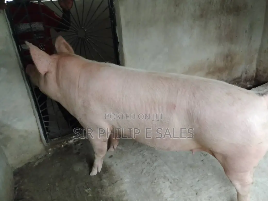 Pigs Are Available in Delta State