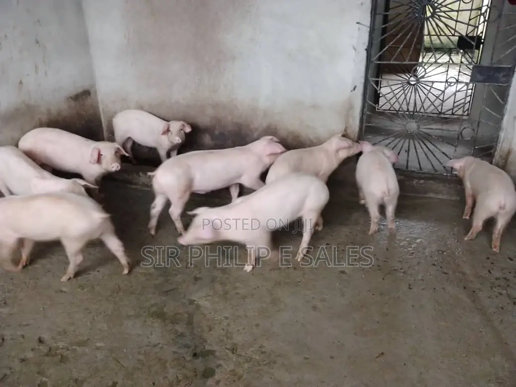 Pigs Are Available in Delta State