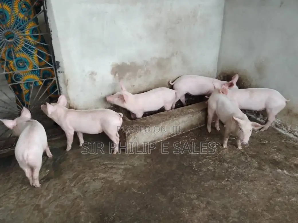 Pigs Are Available in Delta State