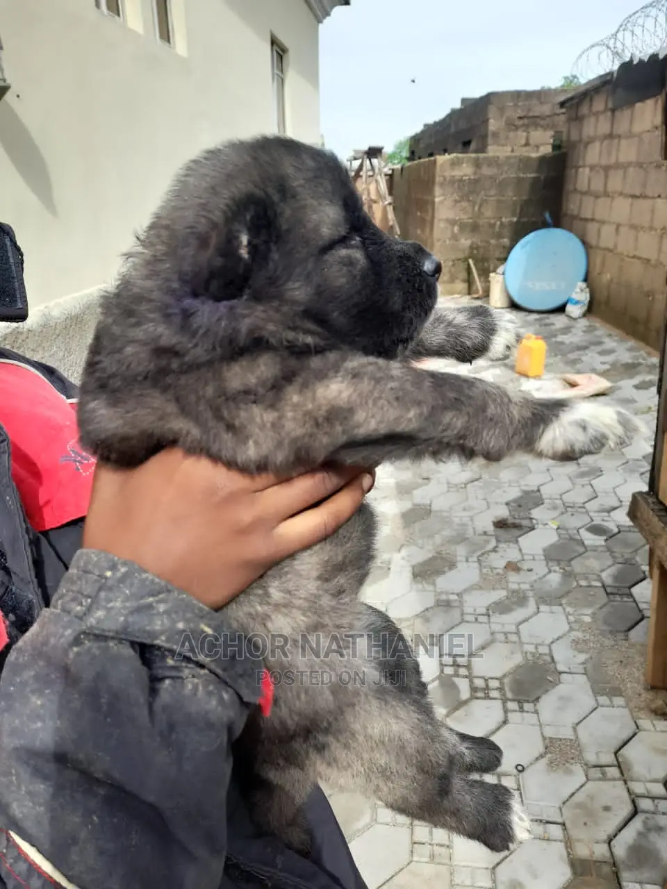 1-3 months Female Purebred Caucasian Shepherd
