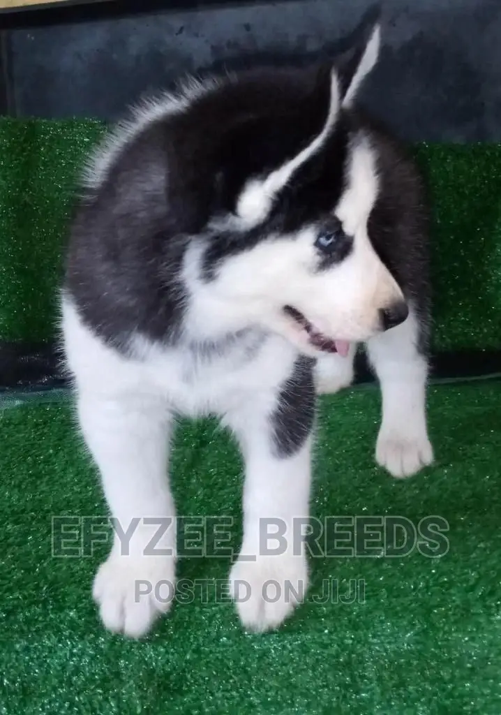 1-3 months Female Purebred Siberian Husky