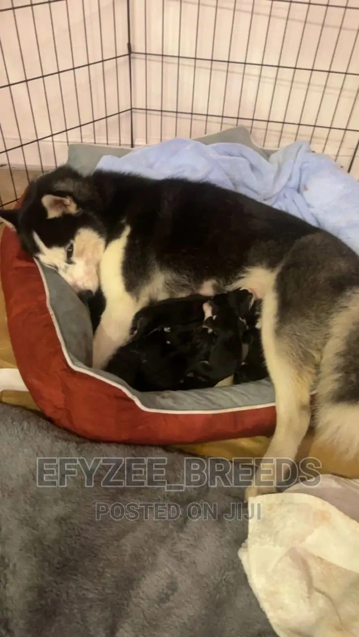 1-3 months Female Purebred Siberian Husky