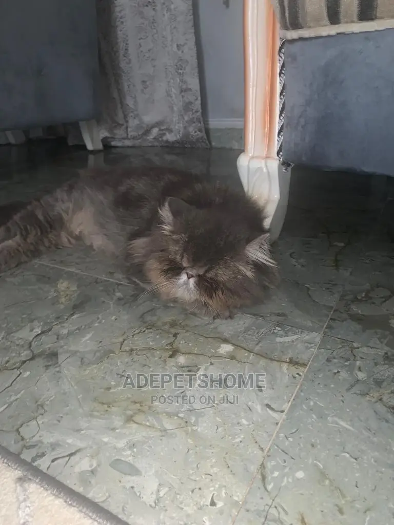 6-12 months Female Purebred Persian