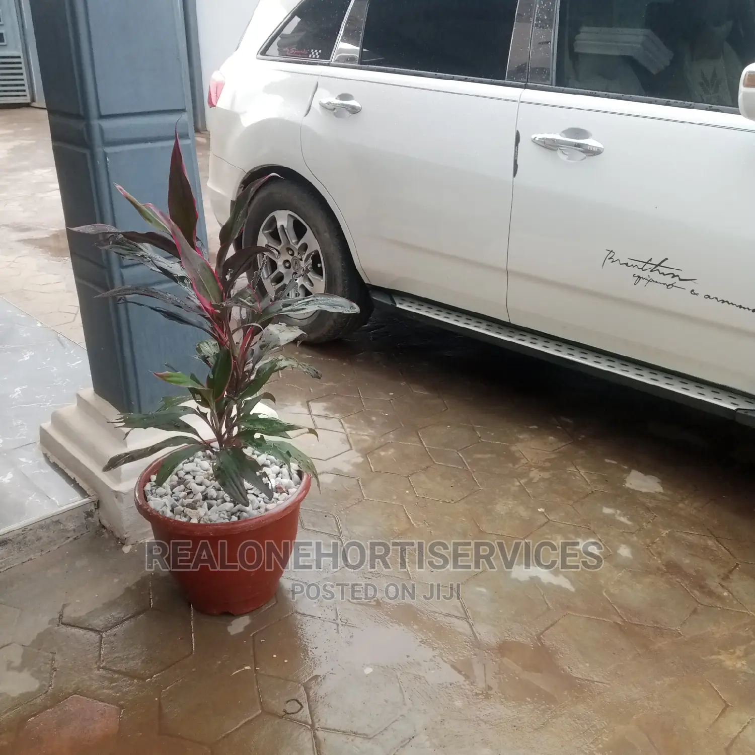 Live Potted Plant for Habitable Living