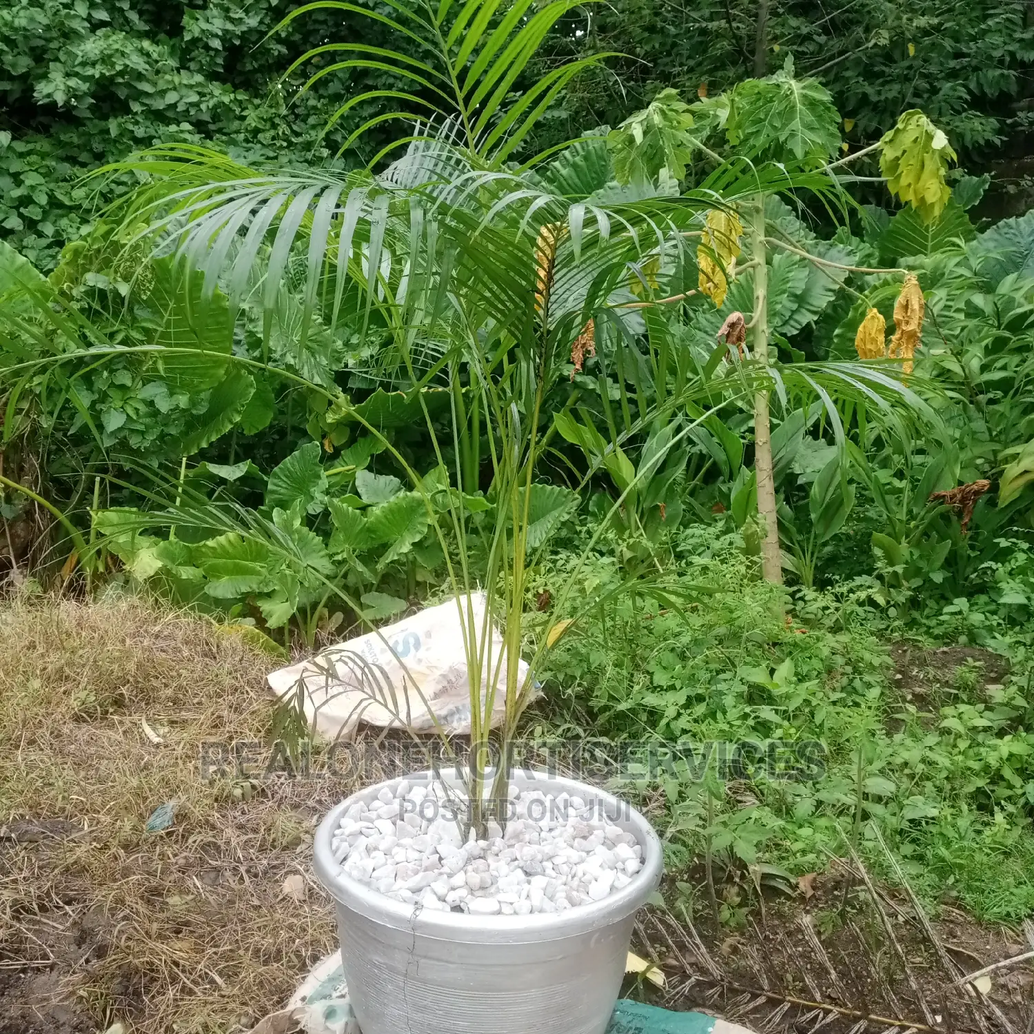 Live Potted Plant for Habitable Living