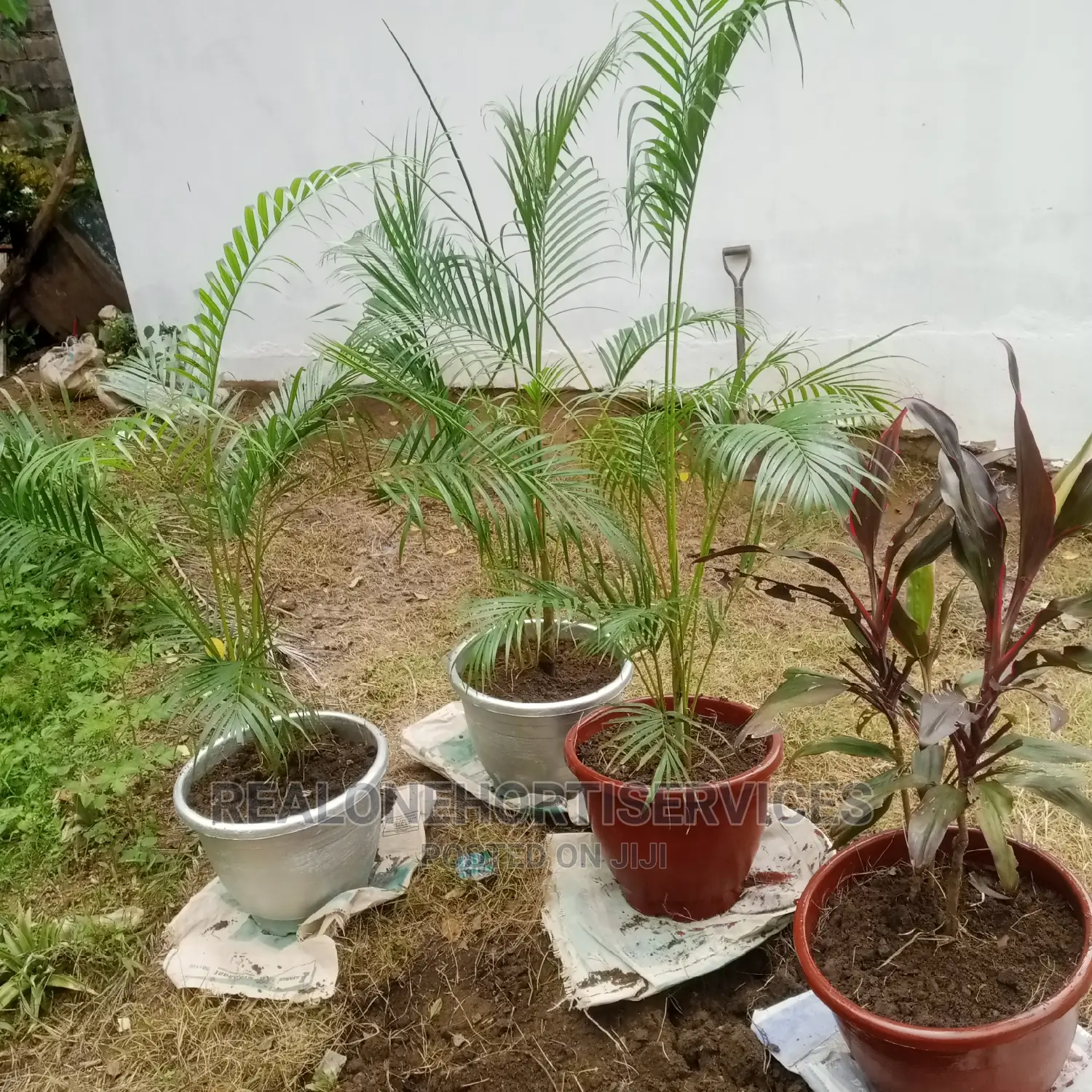 Live Potted Plant for Habitable Living