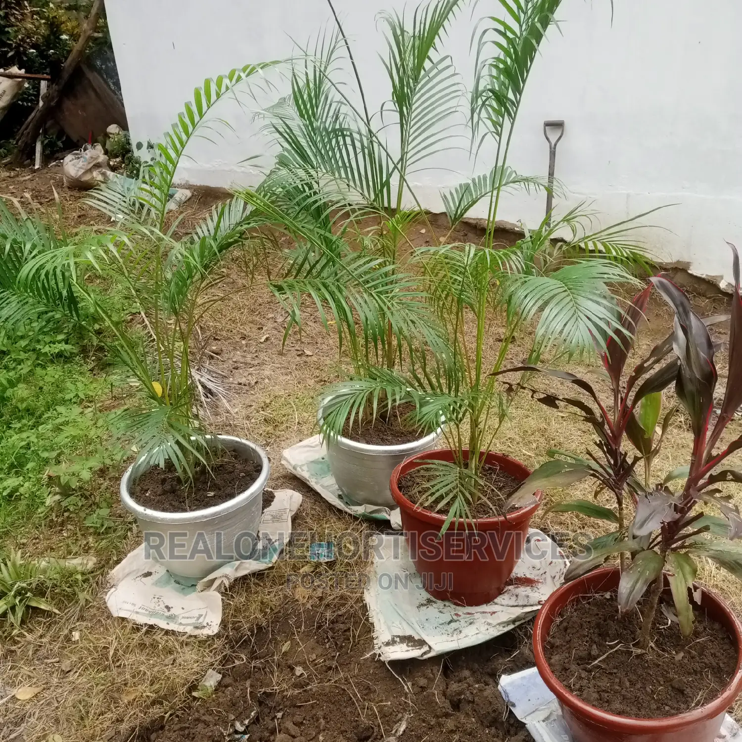 Live Potted Plant for Habitable Living