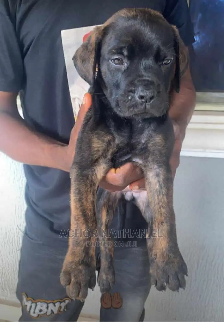 1-3 months Female Purebred Boerboel