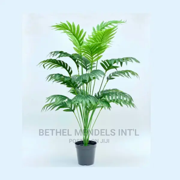 Purchase Mini Palm Plants for Interior Beautification