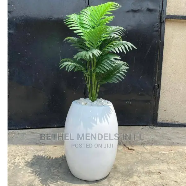 Purchase Mini Palm Plants for Interior Beautification