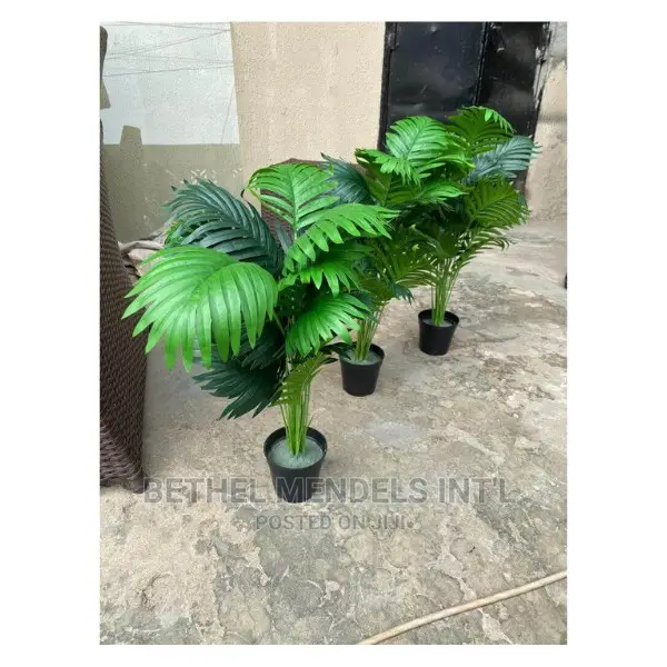 Purchase Mini Palm Plants for Interior Beautification