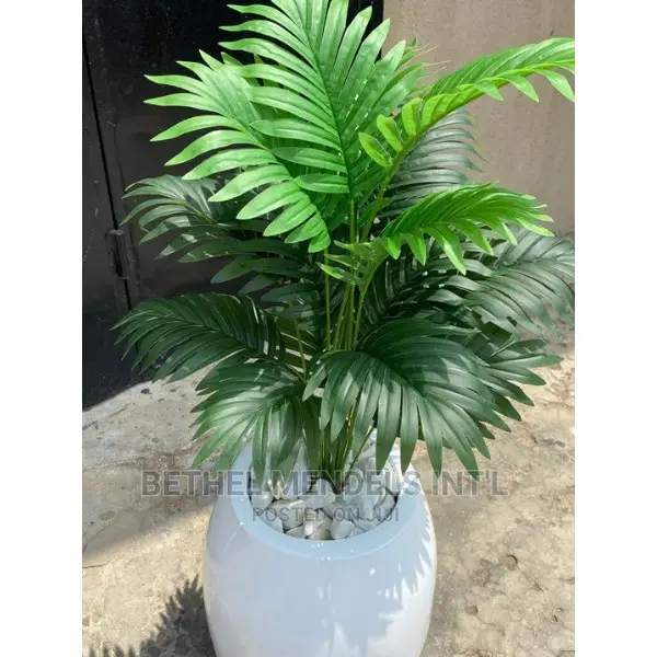 Purchase Mini Palm Plants for Interior Beautification