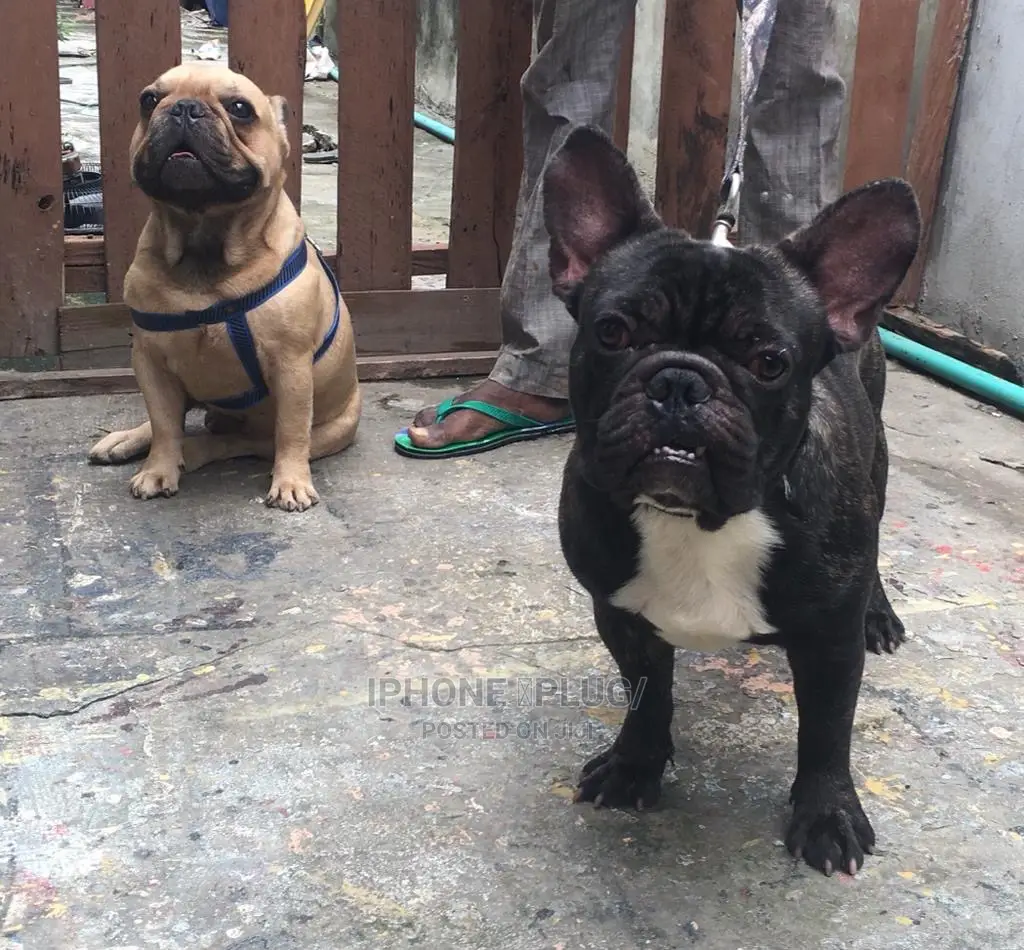 1+ year Male Purebred French Bulldog
