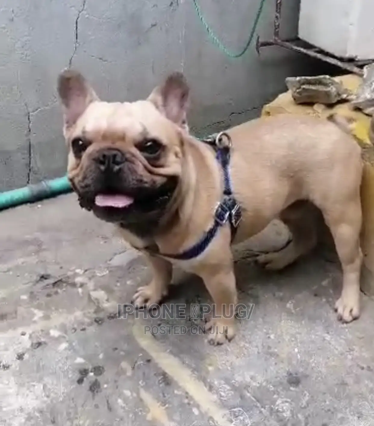 1+ year Male Purebred French Bulldog