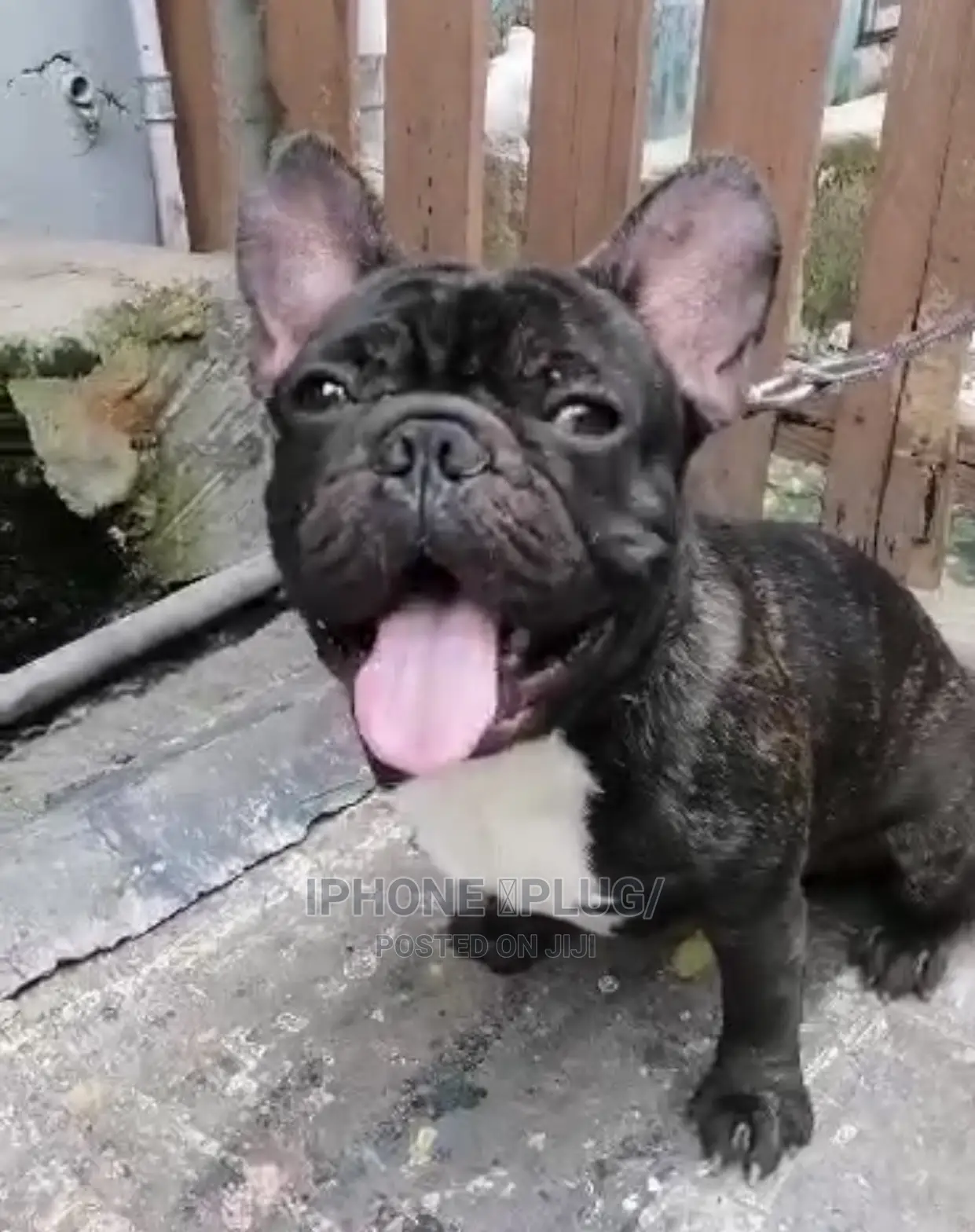 1+ year Male Purebred French Bulldog