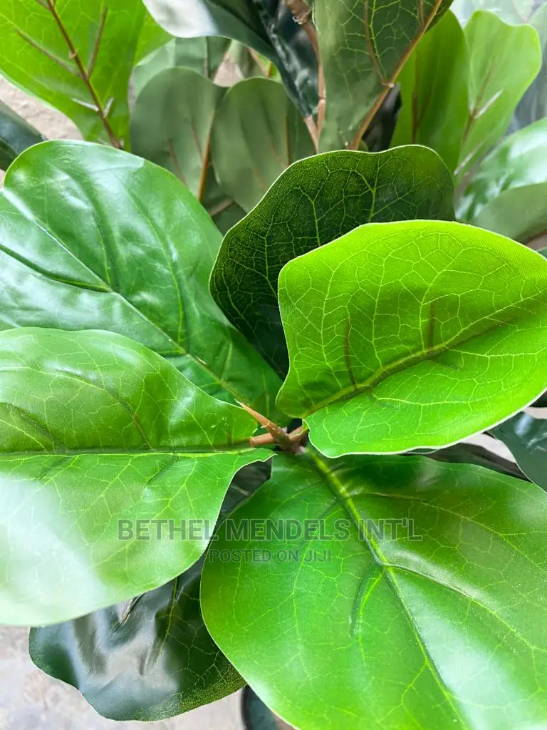 Artificial Fiddle Tree | Indoor Fake Plants for Bulk Sale