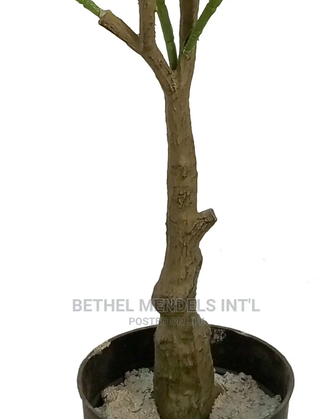 Artificial Orange Trees |Bulk Sales of Home Decor Plants