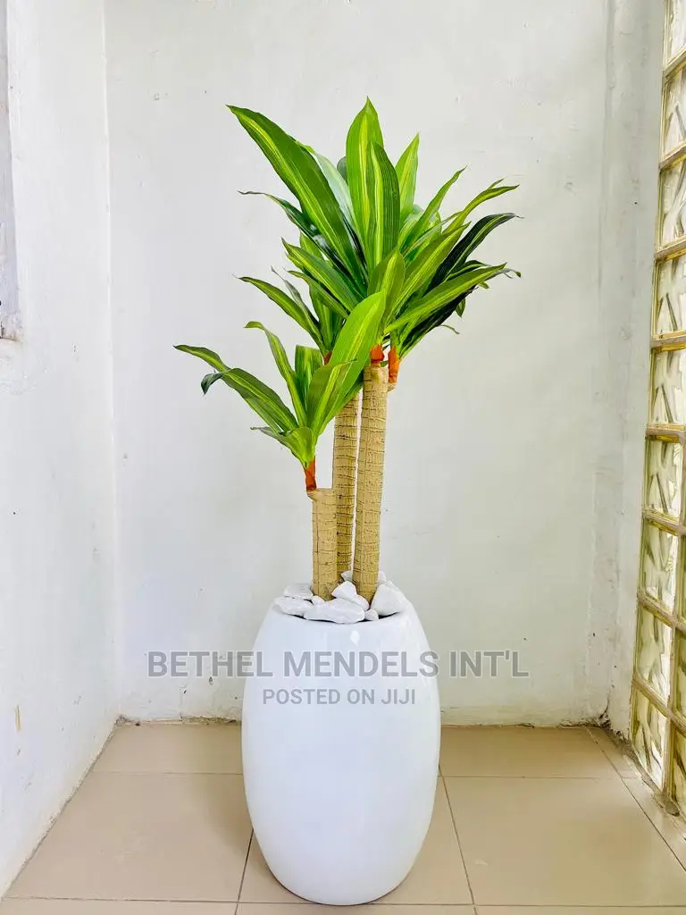 Artificial Dracaena Plants (Fat Trucks) | Wholesale of Plant