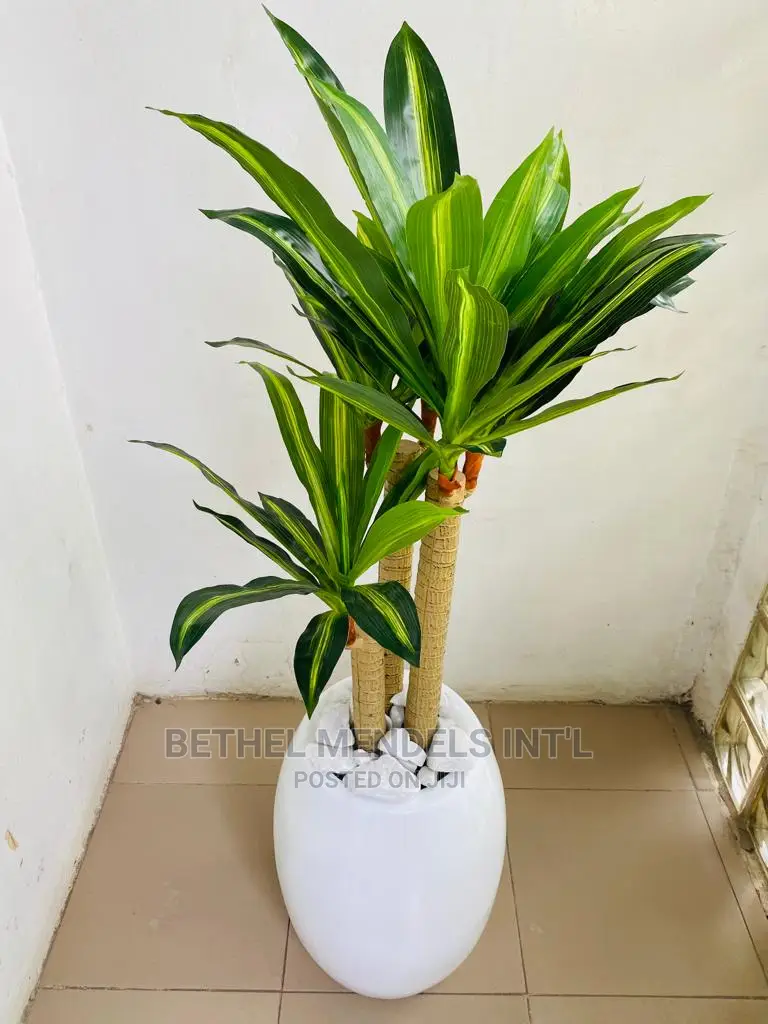 Artificial Dracaena Plants (Fat Trucks) | Wholesale of Plant