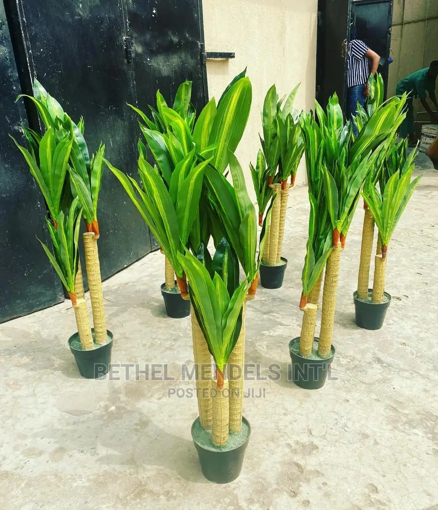 Artificial Dracaena Plants (Fat Trucks) | Wholesale of Plant