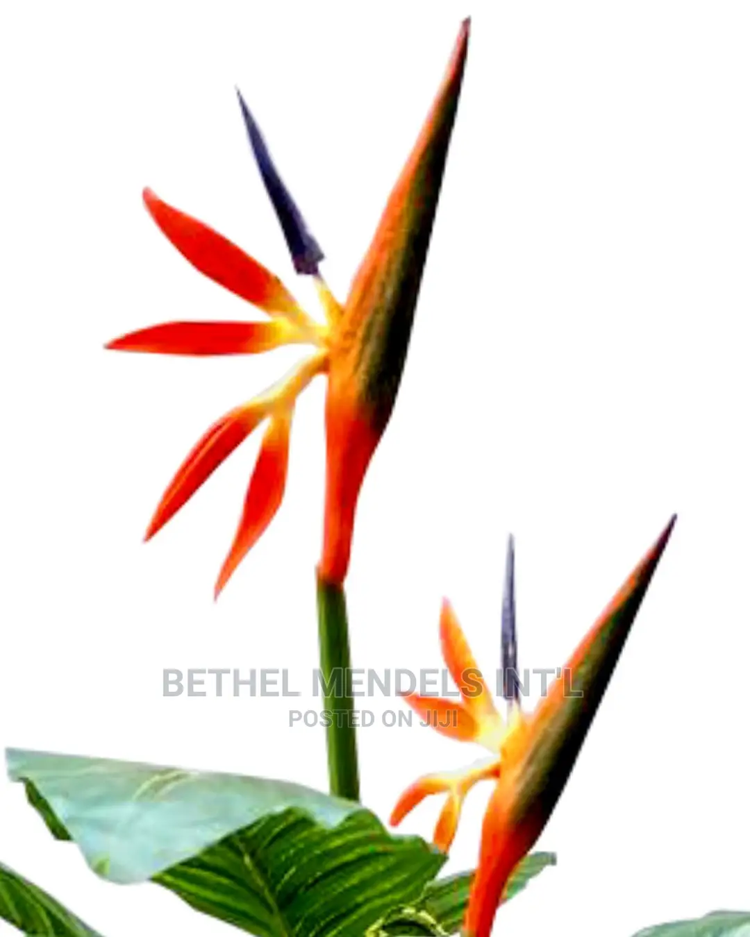 Fake Birds of Paradise Plants | Bulk Plants Sales