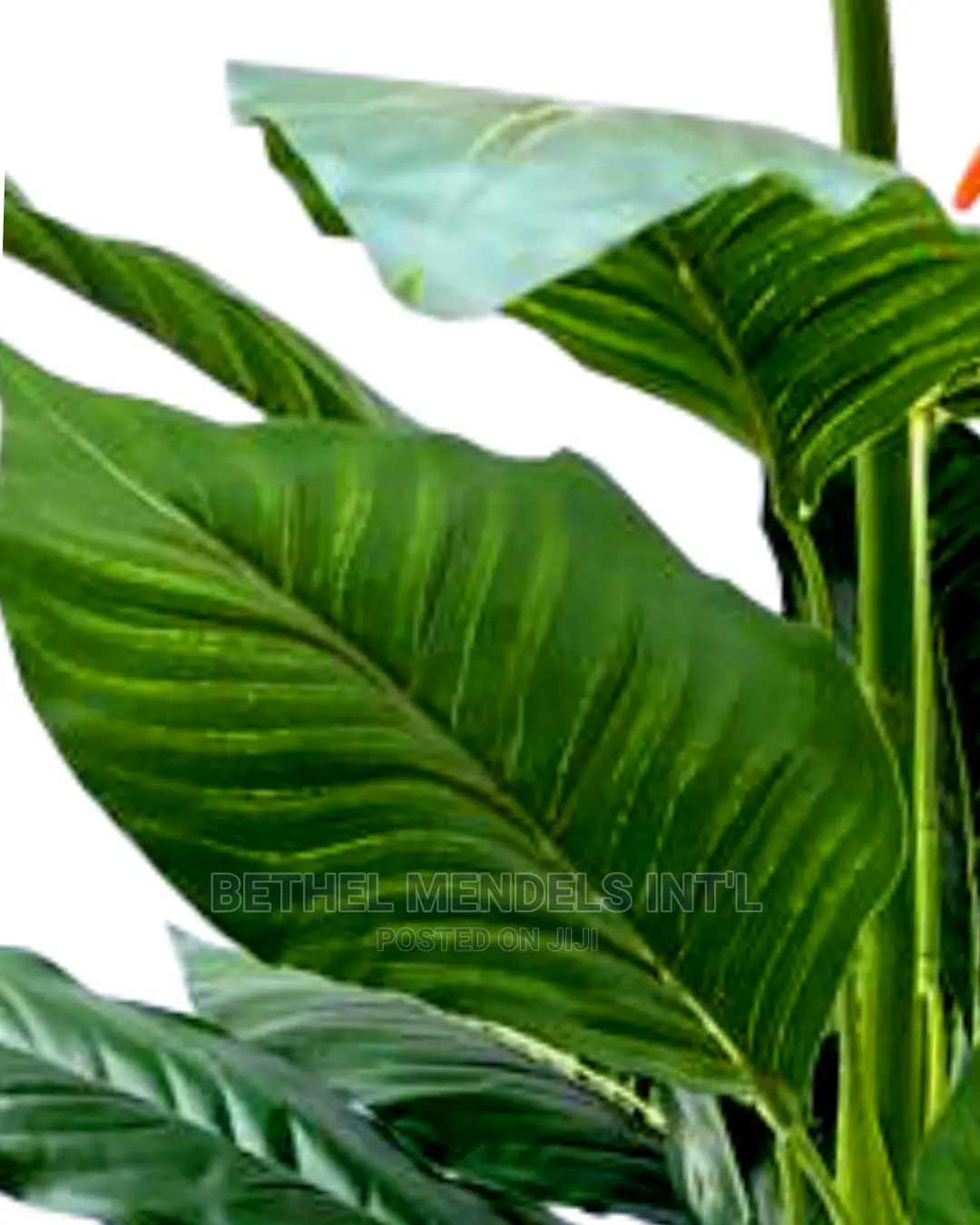 Fake Birds of Paradise Plants | Bulk Plants Sales