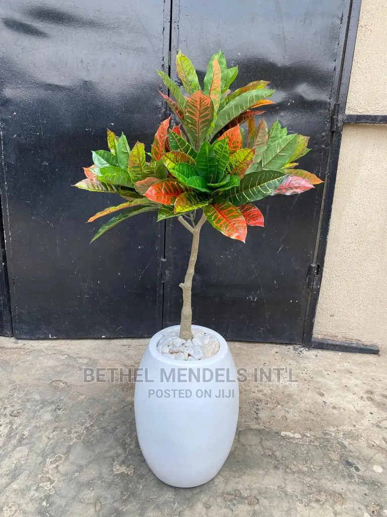 Artificial Banyan Plants for Bulk Sales in Ikeja Lagos