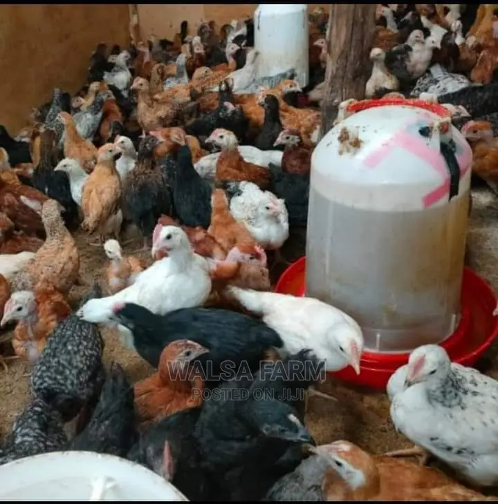 Healthy 5-7 Weeks Noilers Bulk Supply – Ilorin, Kwara
