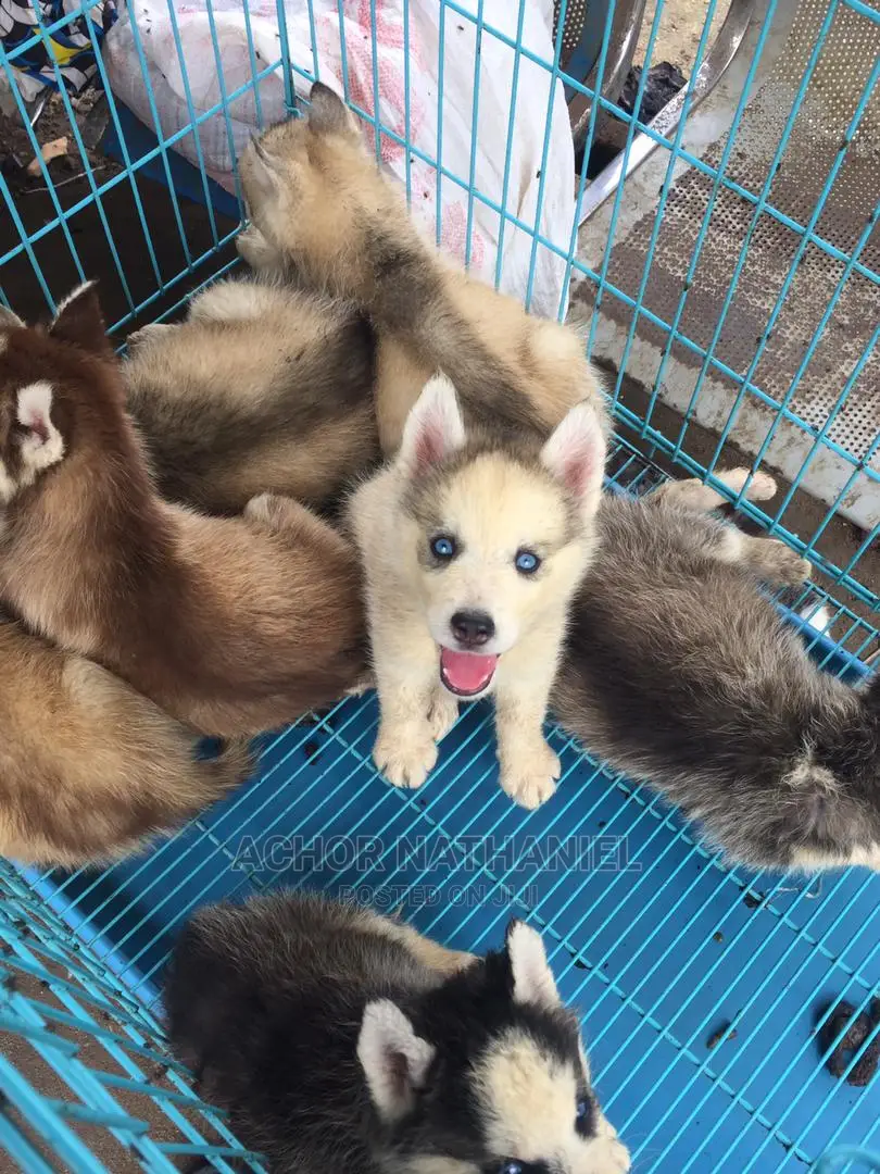 1-3 months Female Purebred Siberian Husky