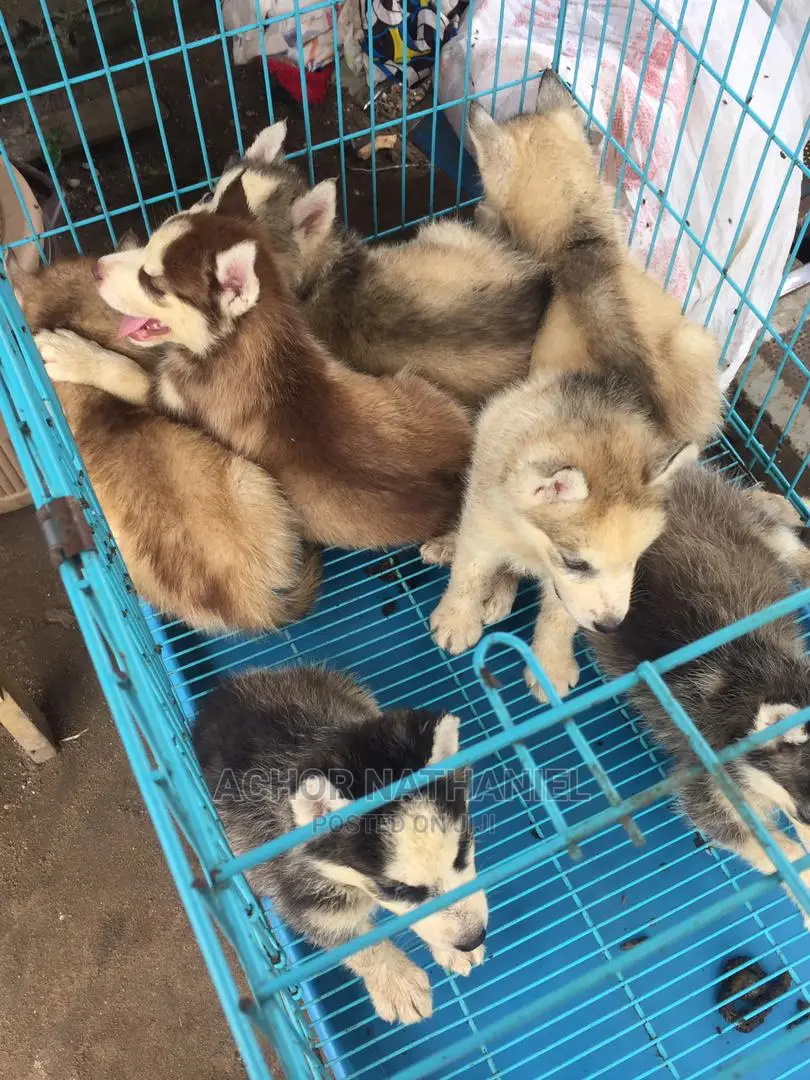 1-3 months Female Purebred Siberian Husky
