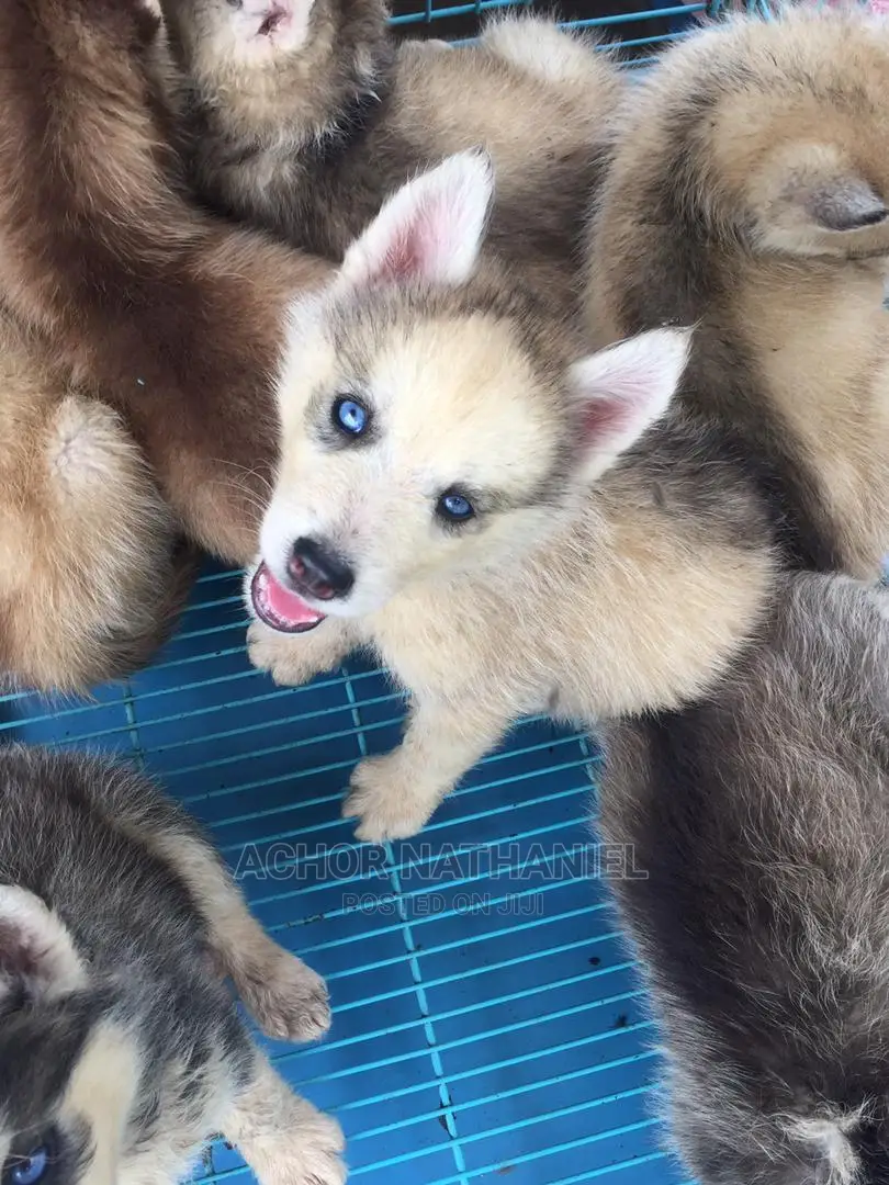 1-3 months Female Purebred Siberian Husky