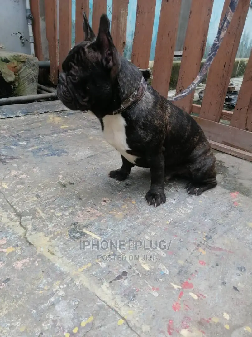 1+ year Male Purebred French Bulldog