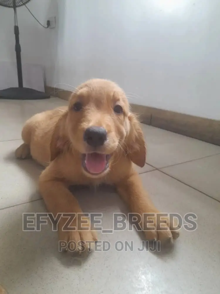 1-3 months Female Purebred Golden Retriever