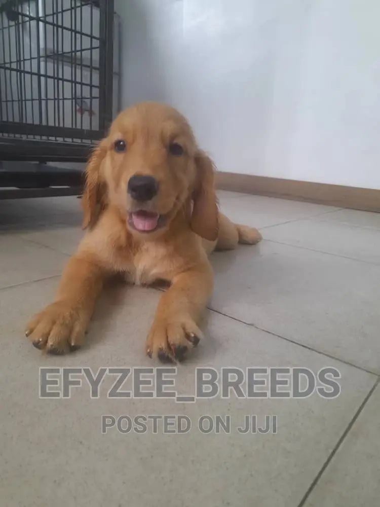 1-3 months Female Purebred Golden Retriever