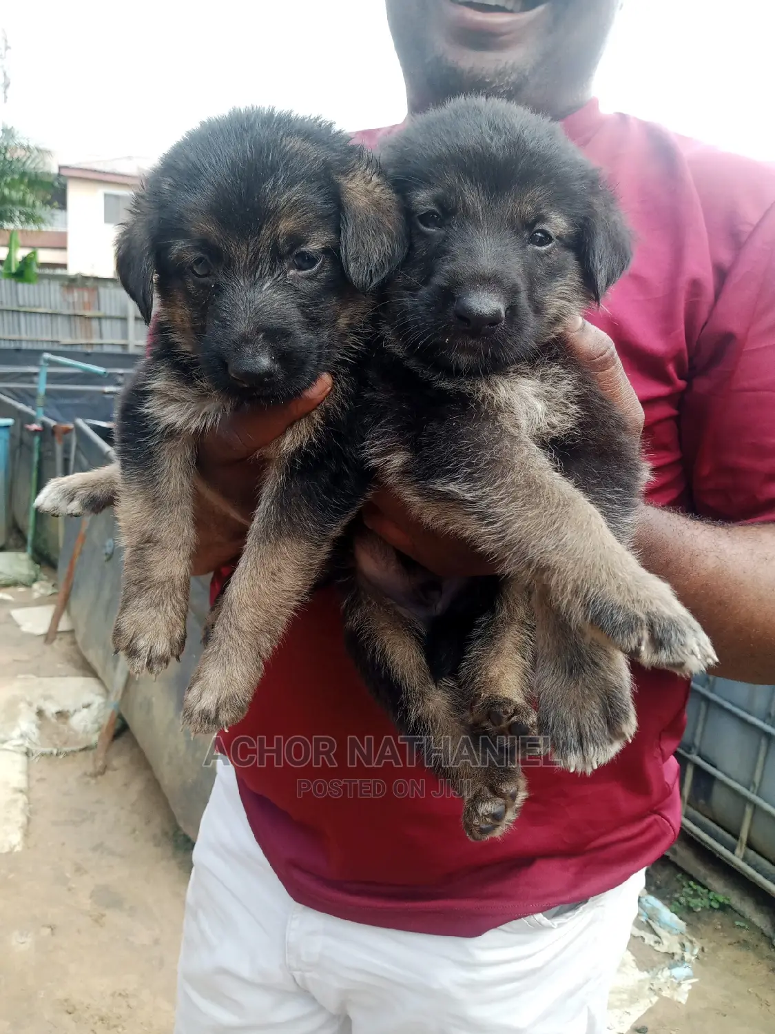 1-3 months Female Purebred German Shepherd
