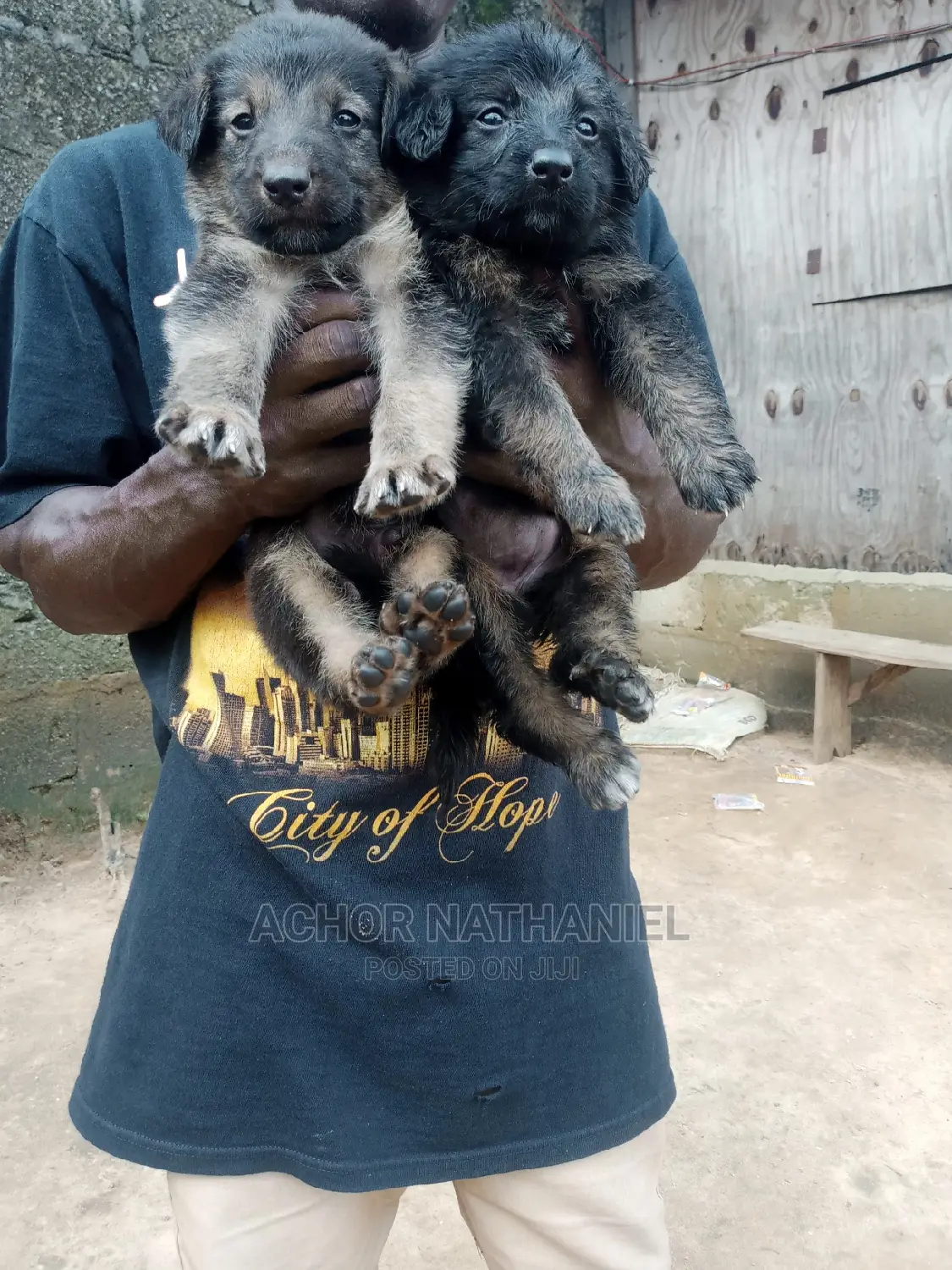 1-3 months Female Purebred German Shepherd