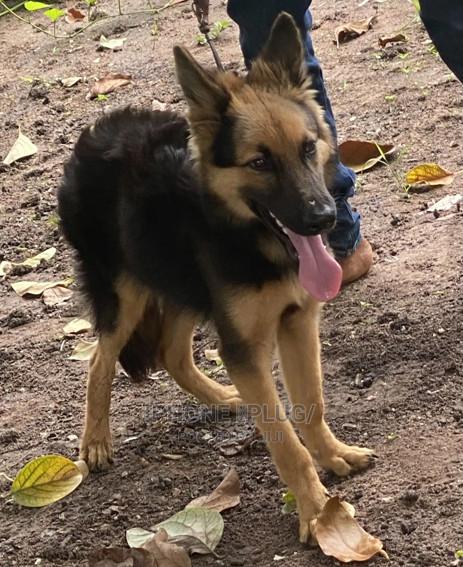 3-6 months Male Purebred German Shepherd
