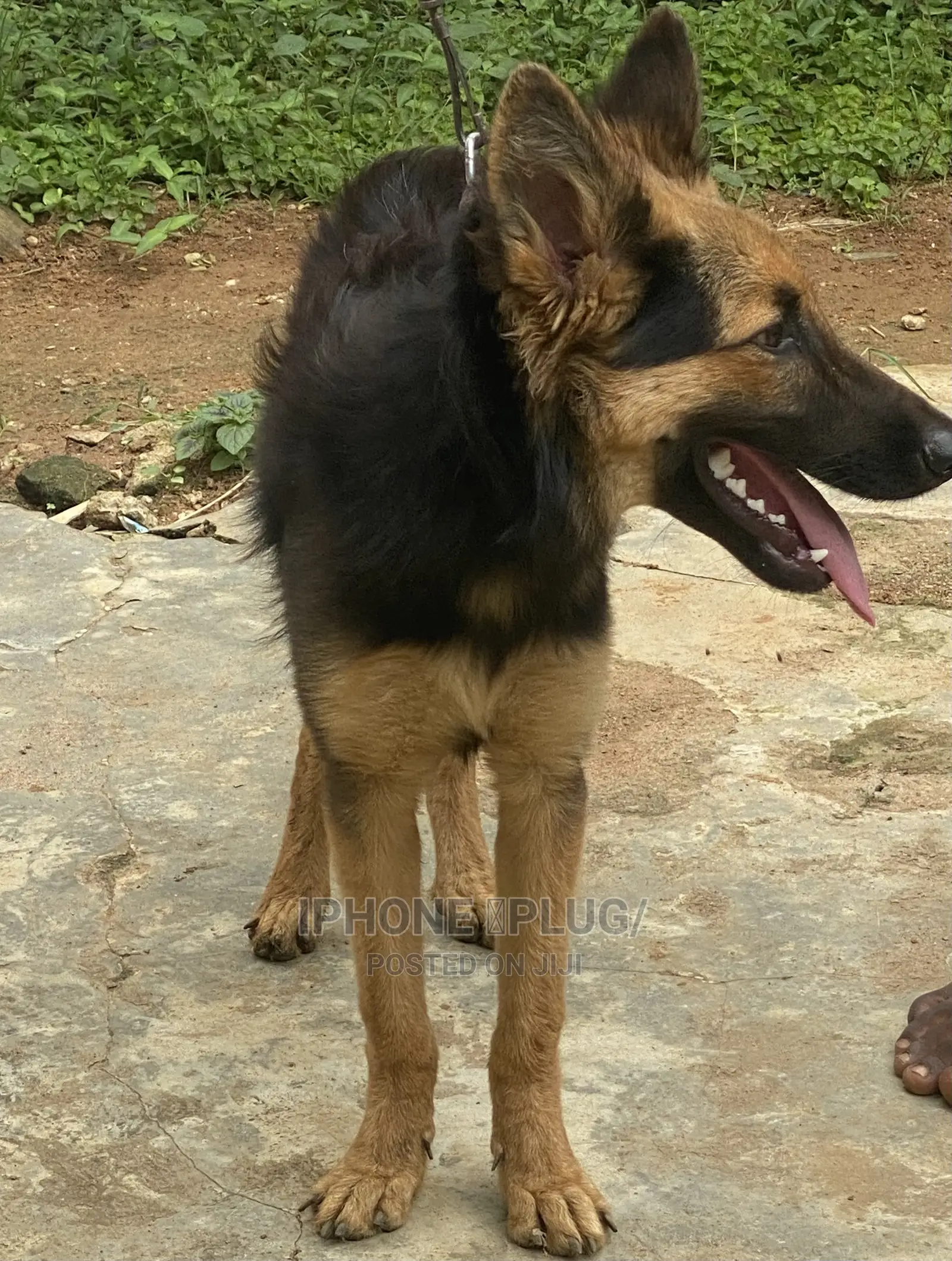 3-6 months Male Purebred German Shepherd