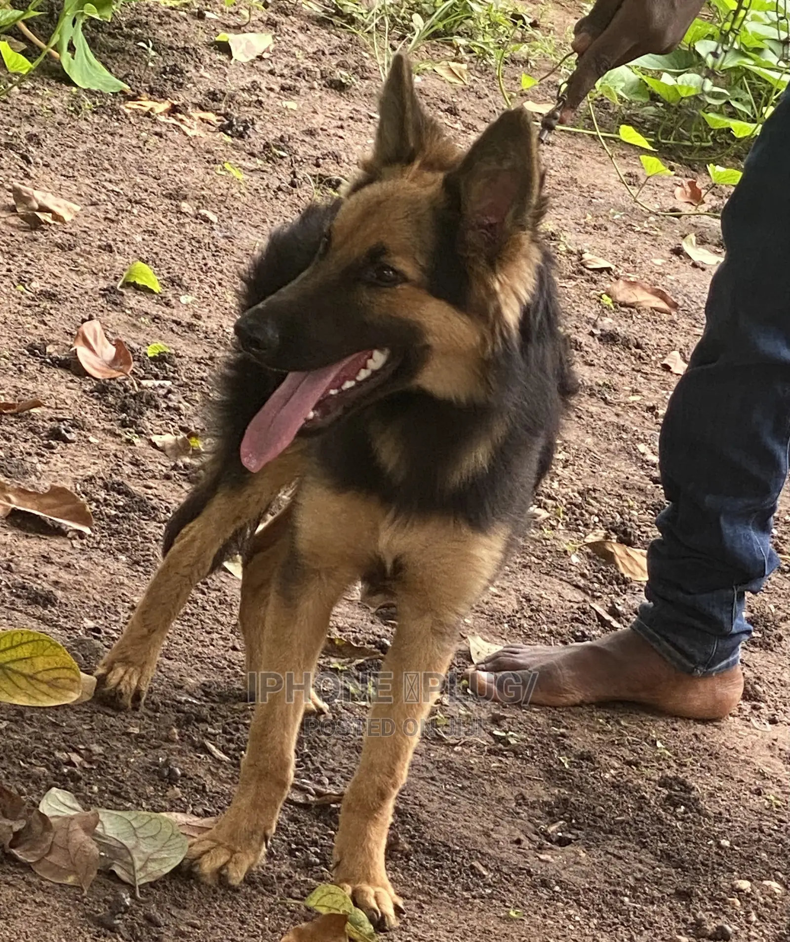 3-6 months Male Purebred German Shepherd