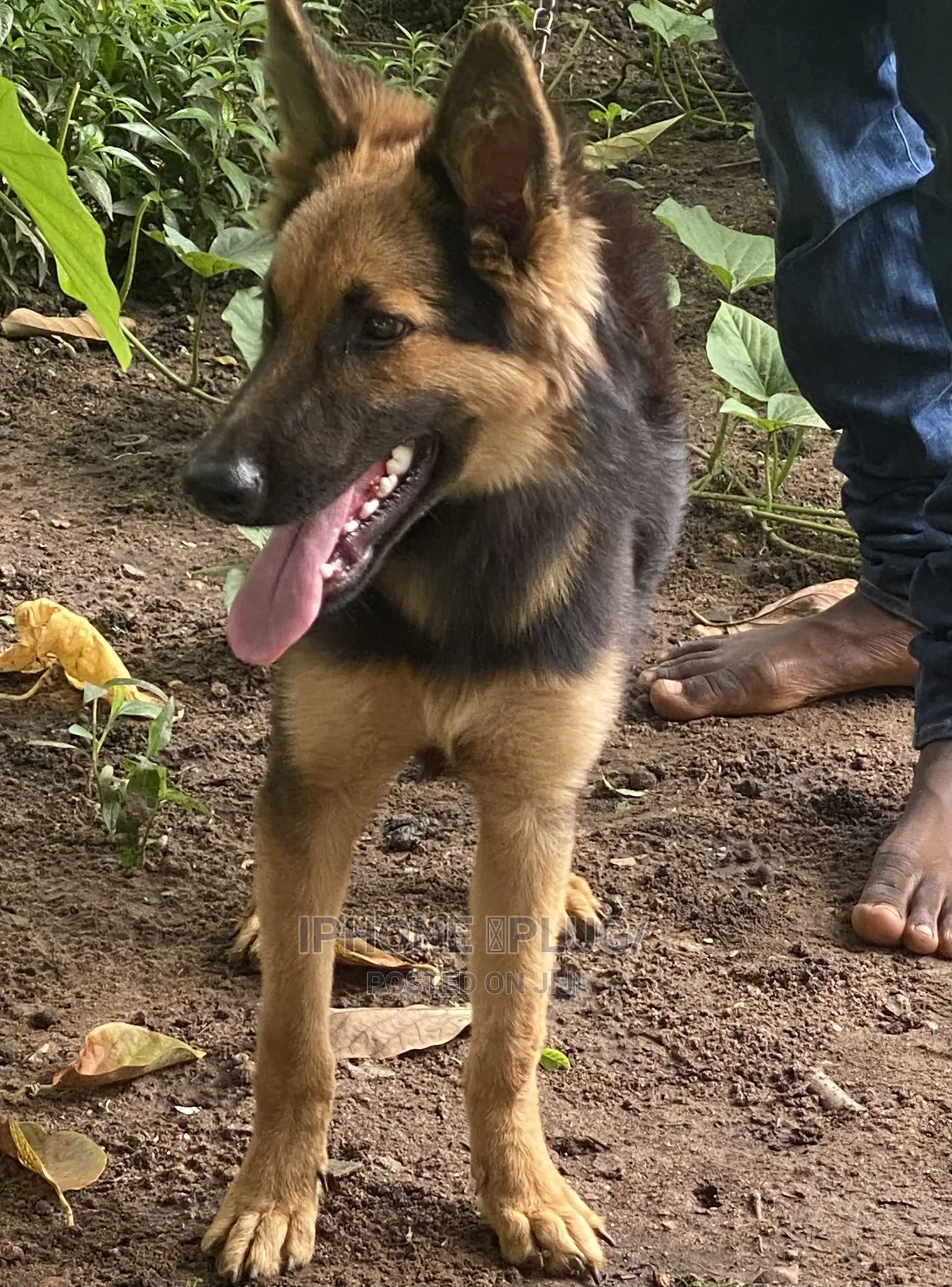 3-6 months Male Purebred German Shepherd