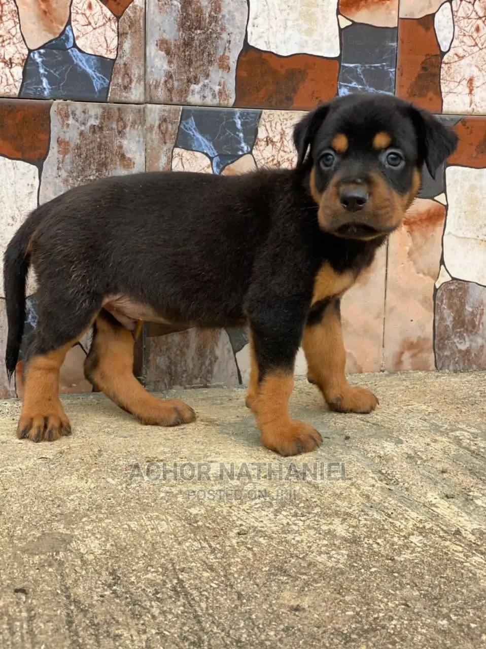 1-3 months Male Purebred Rottweiler