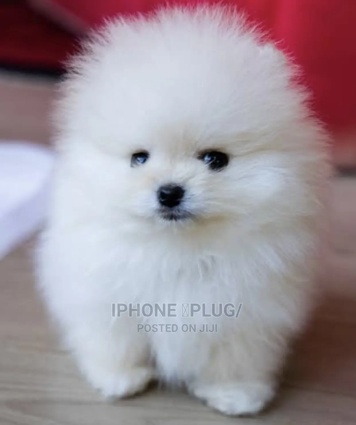 1-3 months Female Purebred Pomeranian