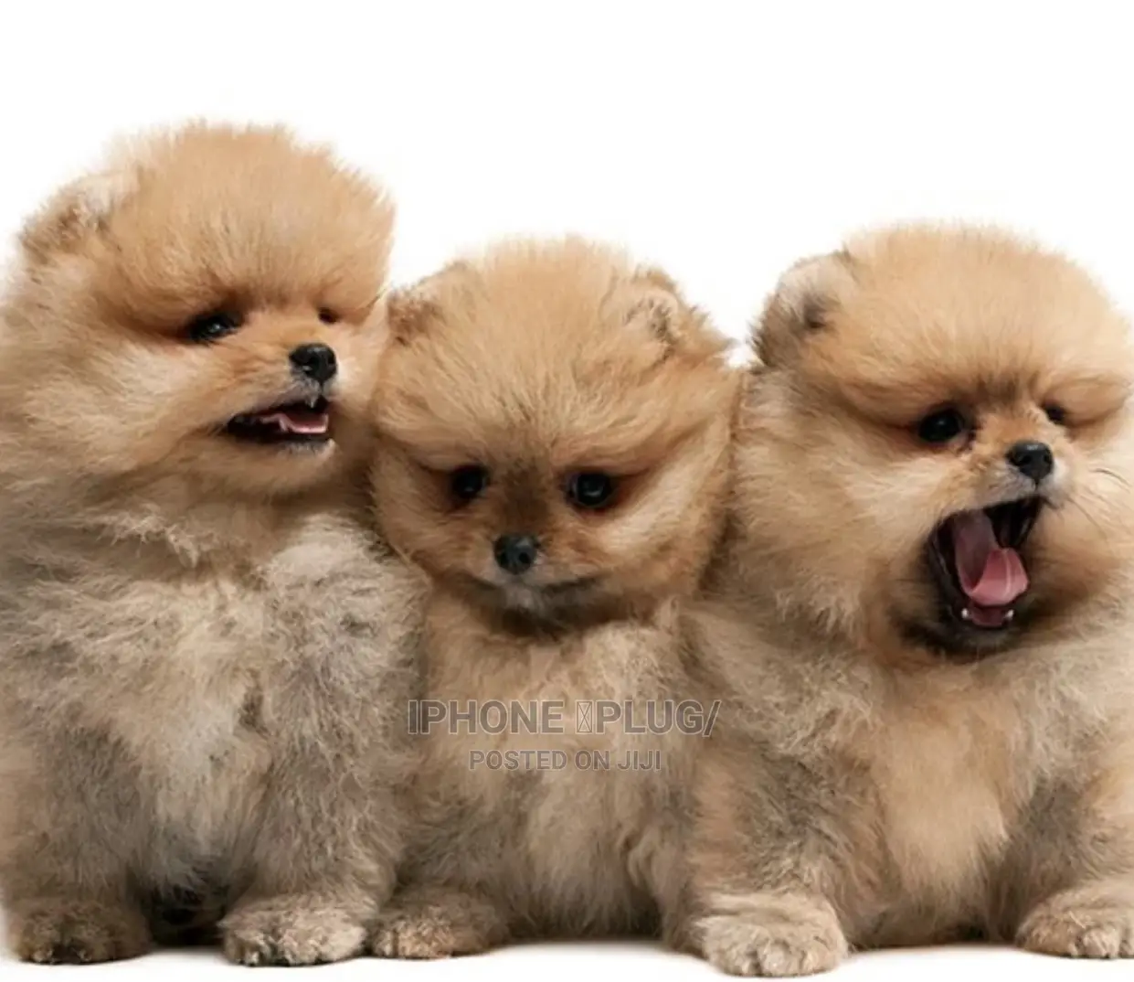1-3 months Female Purebred Pomeranian