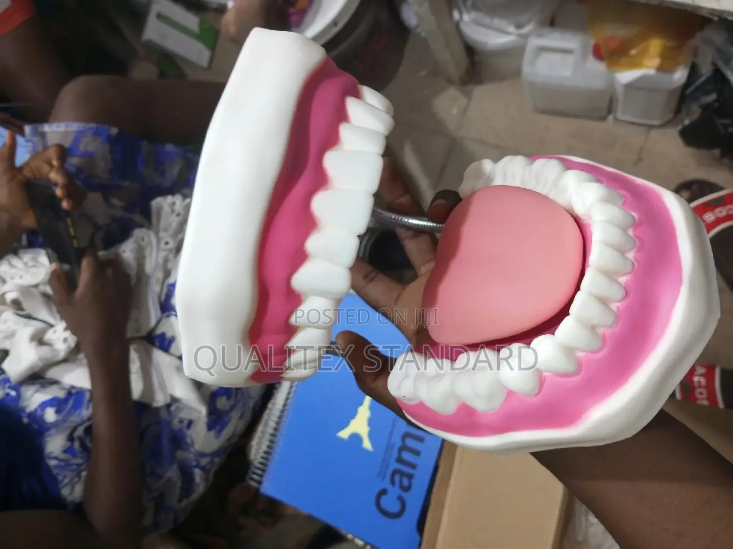 Dental Tooth Model
