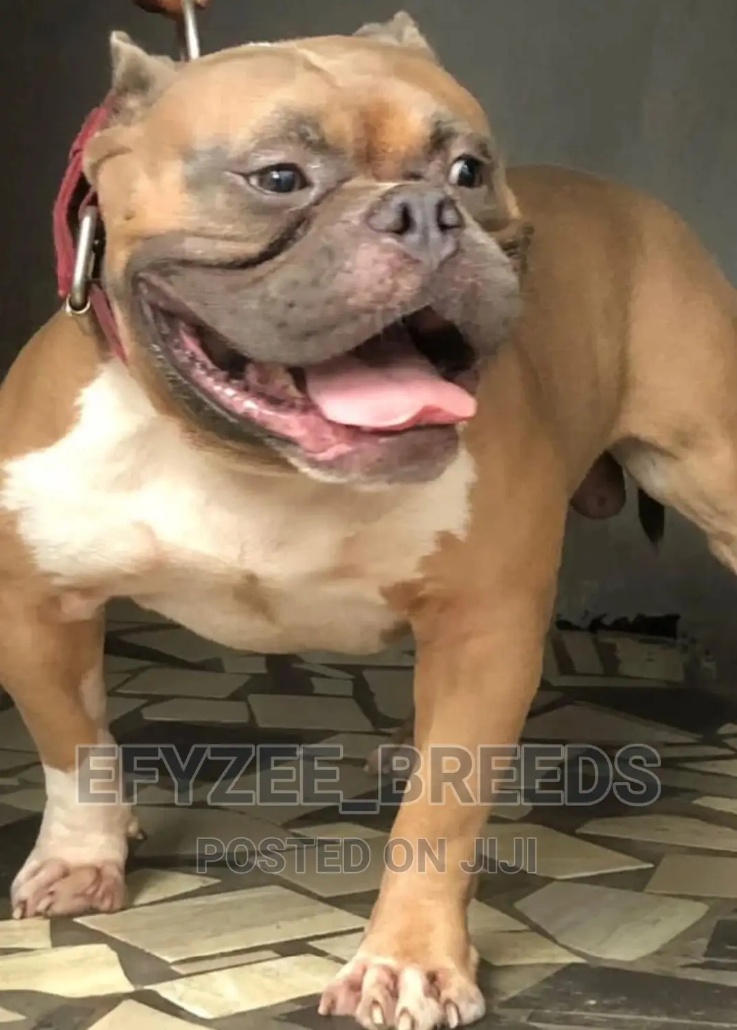1-3 months Male Purebred American Bully